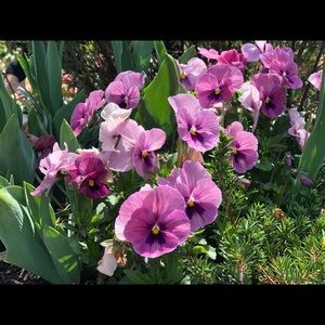 Meet your Posher, Britney